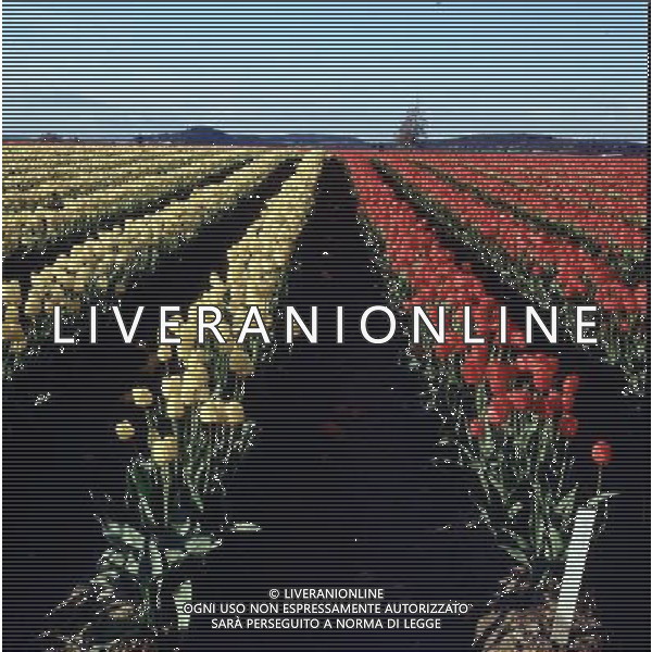 NELLA FOTO TULIPANI AGENZIA ALDO LIVERANI IFC