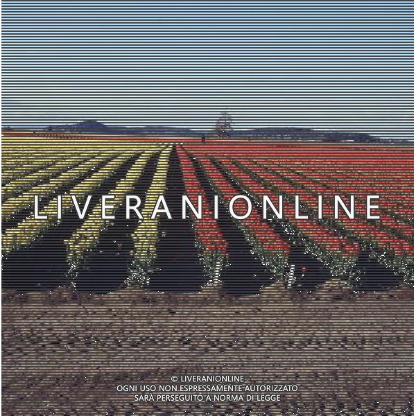 NELLA FOTO TULIPANI AGENZIA ALDO LIVERANI IFC