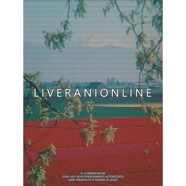 NELLA FOTO TULIPANI AGENZIA ALDO LIVERANI IFC