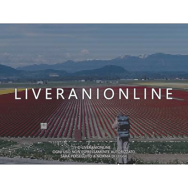 NELLA FOTO TULIPANI AGENZIA ALDO LIVERANI IFC