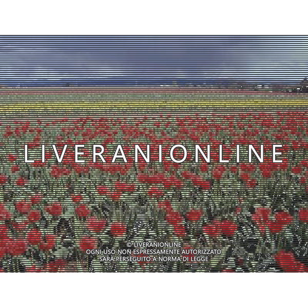 NELLA FOTO TULIPANI AGENZIA ALDO LIVERANI IFC