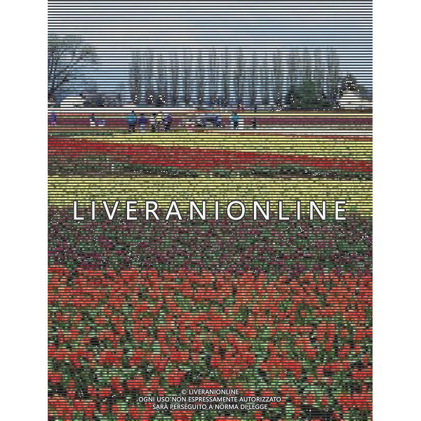 NELLA FOTO TULIPANI AGENZIA ALDO LIVERANI IFC