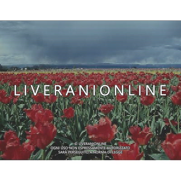 NELLA FOTO TULIPANI AGENZIA ALDO LIVERANI IFC