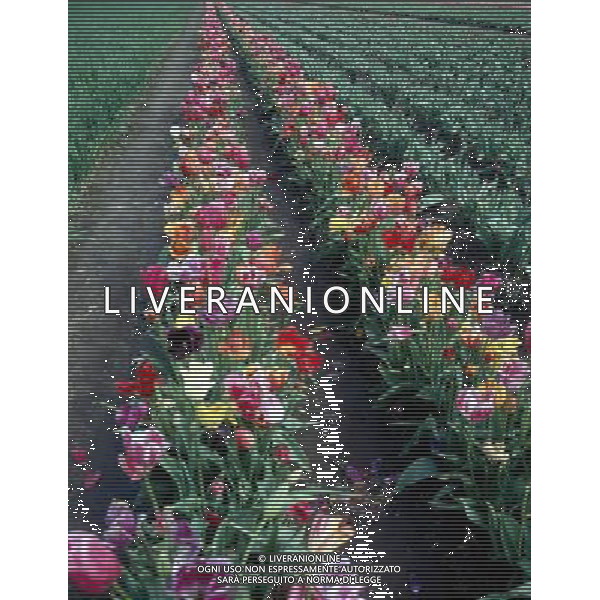 NELLA FOTO TULIPANI AGENZIA ALDO LIVERANI IFC