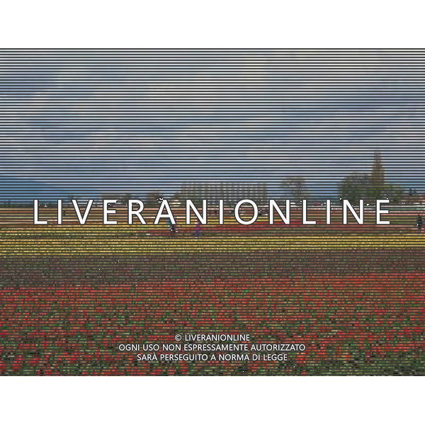 NELLA FOTO TULIPANI AGENZIA ALDO LIVERANI IFC