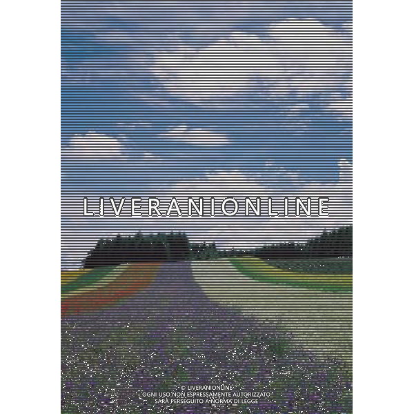 NELLA FOTO TULIPANI AGENZIA ALDO LIVERANI IFC