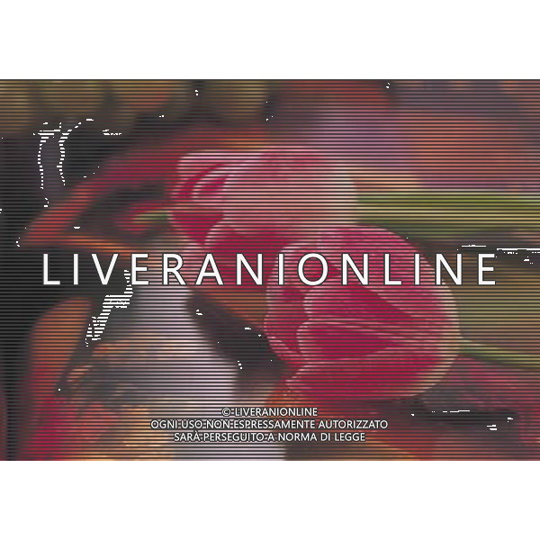 NELLA FOTO TULIPANI AGENZIA ALDO LIVERANI IFC