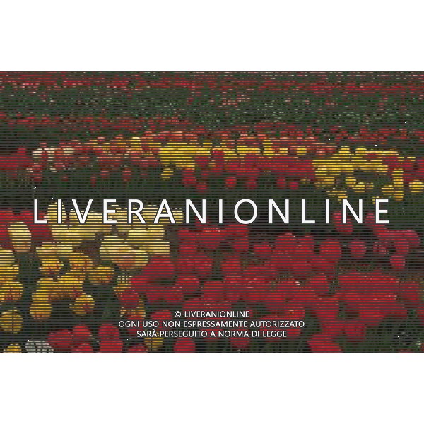 NELLA FOTO TULIPANI AGENZIA ALDO LIVERANI IFC