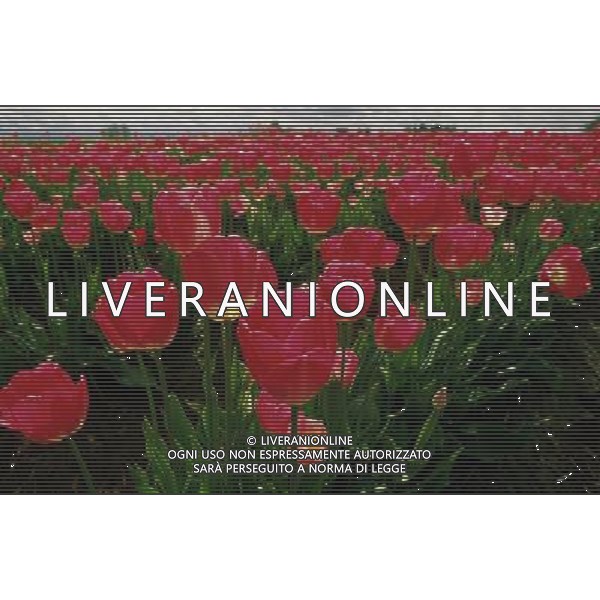 NELLA FOTO TULIPANI AGENZIA ALDO LIVERANI IFC