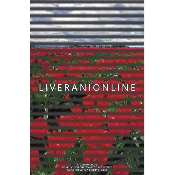 NELLA FOTO TULIPANI AGENZIA ALDO LIVERANI IFC
