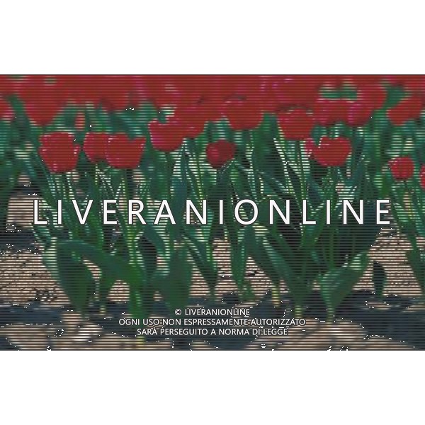 NELLA FOTO TULIPANI AGENZIA ALDO LIVERANI IFC