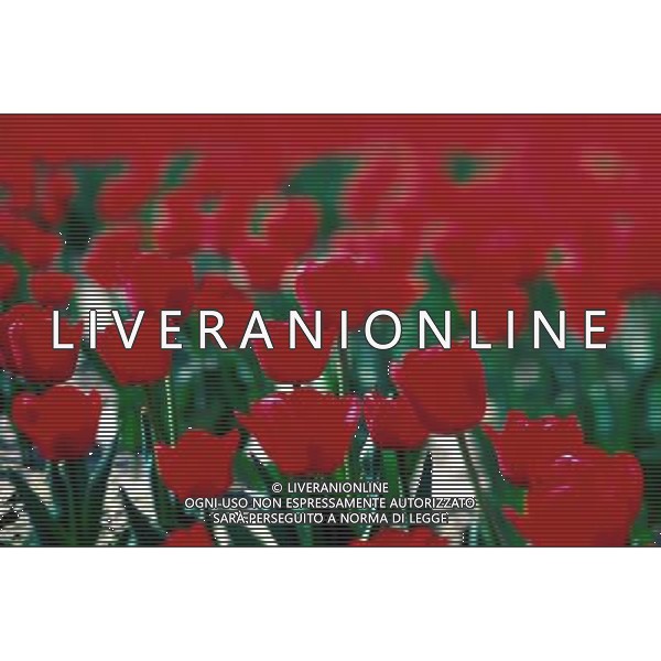 NELLA FOTO TULIPANI AGENZIA ALDO LIVERANI IFC