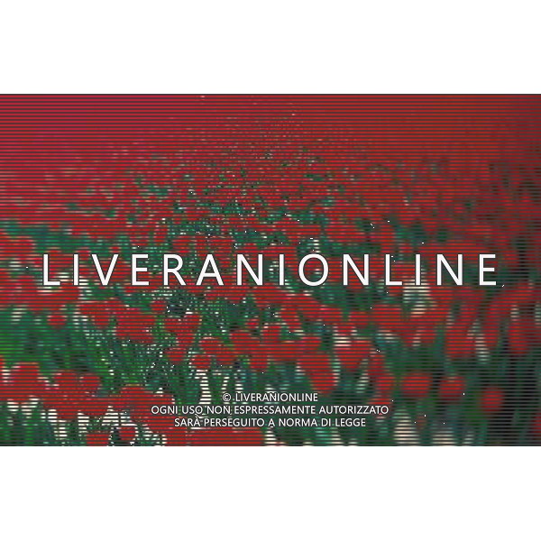 NELLA FOTO TULIPANI AGENZIA ALDO LIVERANI IFC