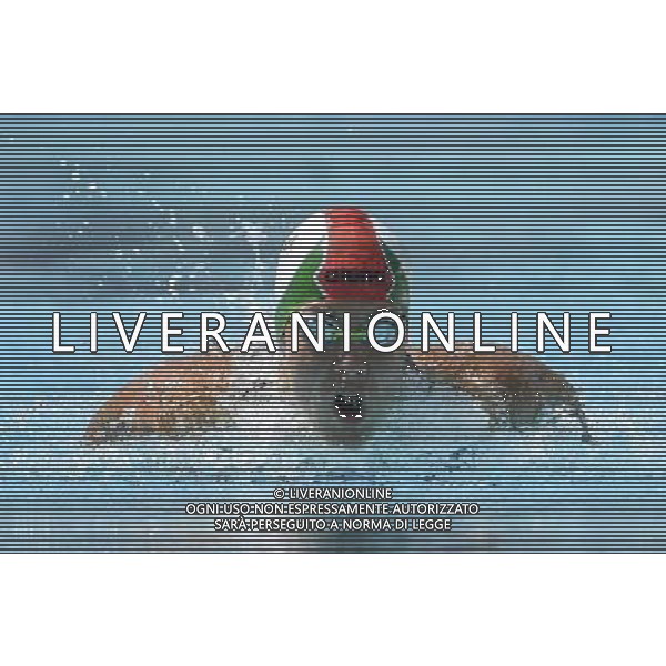 Internazionali di Nuoto 53 Trofeo Settecolli Roma - 24.06.2016 - Stadio del Nuoto - nella foto: Liliana Szilagyi HUN /Ph. Corradetti - AG ALDO LIVERANI SAS