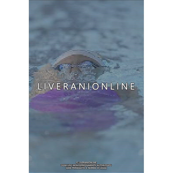 Internazionali di Nuoto 53 Trofeo Settecolli Roma - 26.06.2016 - Stadio del Nuoto - nella foto: Sara Franceschi /Ph. Corradetti - AG ALDO LIVERANI SAS