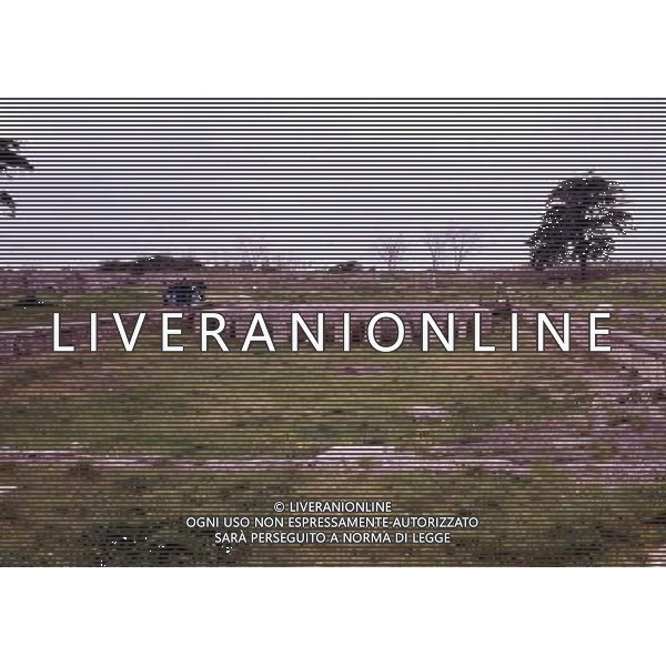 CAMPANIA -PAESTUM NELLA FOTO VARIE IMMAGINI DI PAESTUM AG ALDO LIVERANI SAS