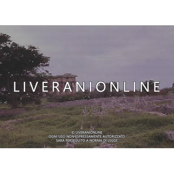 CAMPANIA-PAESTUM NELLA FOTO TEMPIO DI NETTUNO AG ALDO LIVERANI SAS