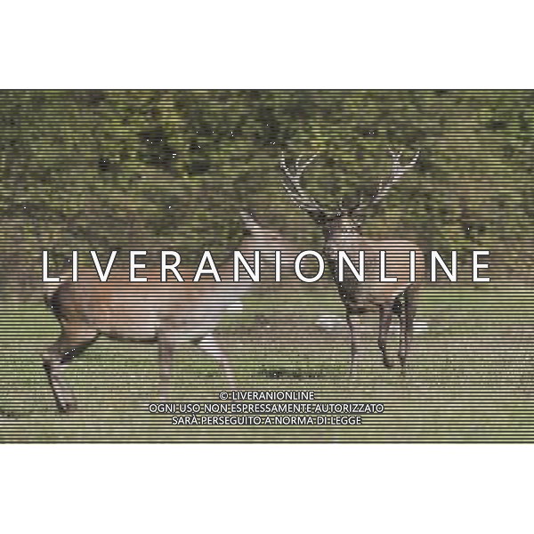 Un CERVO MASCHIO E UNA FEMMINA NEL PARCO NAZIONALE D\'ABRUZZO CLAUIDO ZAMAGNI/AGENZIA ALDO LIVERANI S.A.S