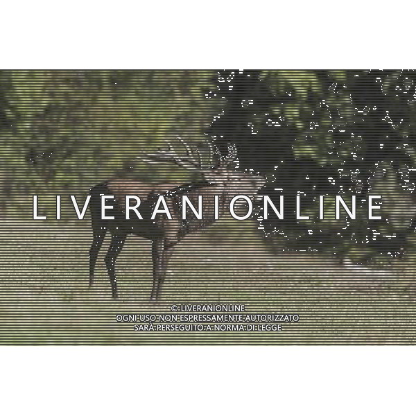 UN CERVO DURANTE IL BRAMITO NEL PARCO NAZIONALE D\'ABRUZZO CLAUIDO ZAMAGNI/AGENZIA ALDO LIVERANI S.A.S