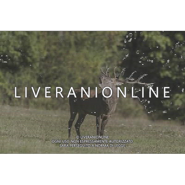 UN CERVO DURANTE IL BRAMITO NEL PARCO NAZIONALE D\'ABRUZZO CLAUIDO ZAMAGNI/AGENZIA ALDO LIVERANI S.A.S