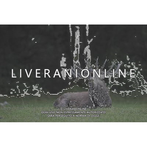 UN CERVO DURANTE IL BRAMITO NEL PARCO NAZIONALE D\'ABRUZZO CLAUIDO ZAMAGNI/AGENZIA ALDO LIVERANI S.A.S