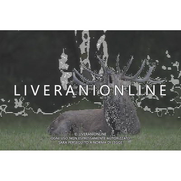 UN CERVO DURANTE IL BRAMITO NEL PARCO NAZIONALE D\'ABRUZZO CLAUIDO ZAMAGNI/AGENZIA ALDO LIVERANI S.A.S