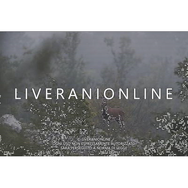 UN CERVO DURANTE IL BRAMITO NEL PARCO NAZIONALE D\'ABRUZZO CLAUIDO ZAMAGNI/AGENZIA ALDO LIVERANI S.A.S