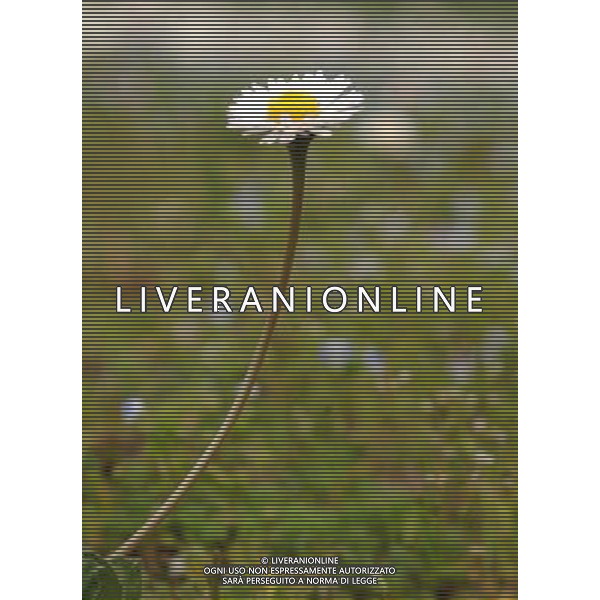 NELLA FOTO MARGHERITE PH: ALDO LIVERANI IFC