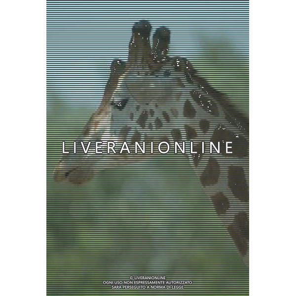 Giraffa FOTO LEONARDO DI ROSA-AGENZIA ALDO LIVERANI
