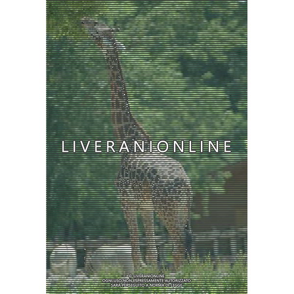 Giraffa FOTO LEONARDO DI ROSA-AGENZIA ALDO LIVERANI