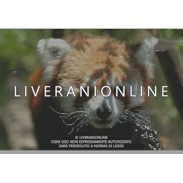 Panda Rosso minore FOTO LEONARDO DI ROSA-AGENZIA ALDO LIVERANI