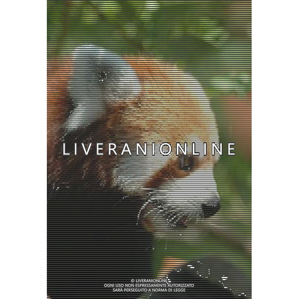 Panda Rosso minore FOTO LEONARDO DI ROSA-AGENZIA ALDO LIVERANI