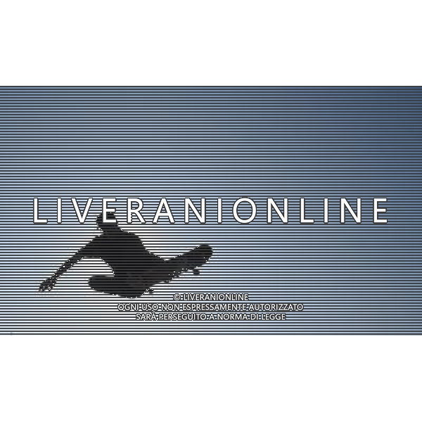 Skateboarding Nella Foto:Skateboarding Skateboard Skate Situazione Skatepark /Ph.Vitez-Ag. Aldo Liverani