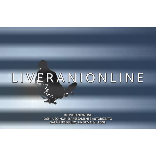 Skateboarding Nella Foto:Skateboarding Skateboard Skate Situazione Skatepark /Ph.Vitez-Ag. Aldo Liverani