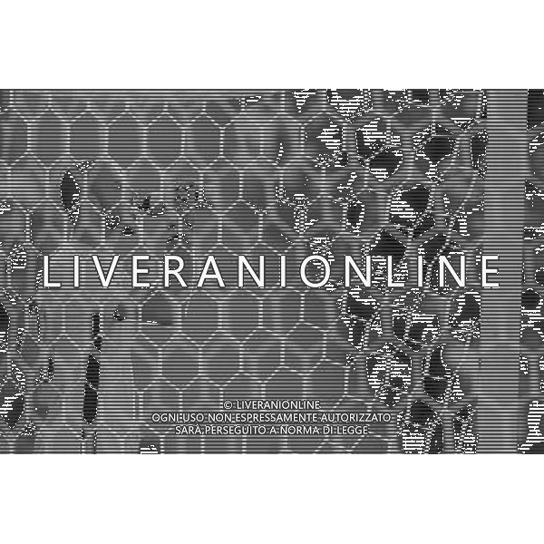 UEFA Campionato Europeo Under 21 Polonia 2017 Gruppo B Bydgoszcz (Polonia) - 20.06.2017 Serbia-Macedonia Nella Foto:Vanja Milinkovic-Savic /Ph.Vitez-Ag. Aldo Liverani