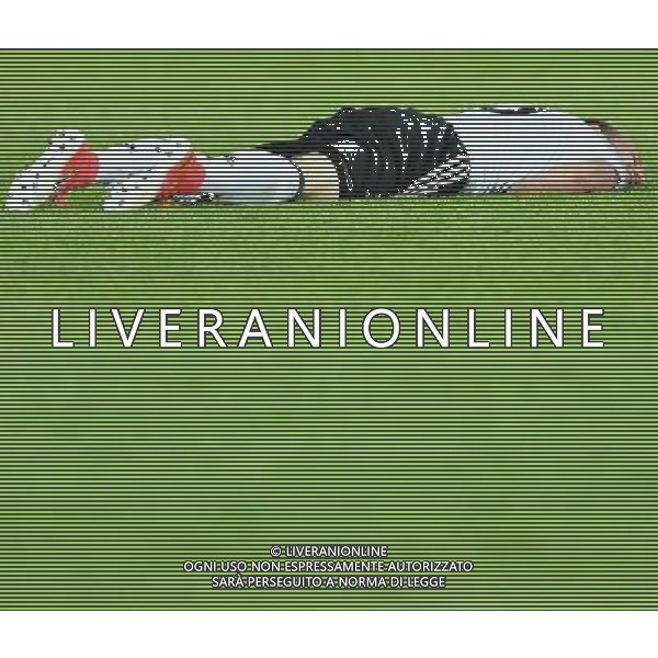 UEFA Campionato Europeo Under 21 Polonia 2017 Finale Krakow (Polonia) - 30.06.2017 Germania-Spagna Nella Foto:Maximilian Arnold /Ph.Vitez-Ag. Aldo Liverani