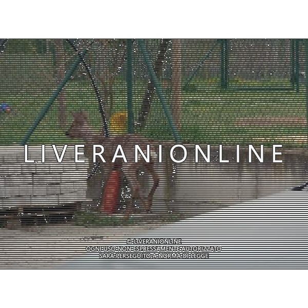 Capriolo in Citta 3/4/2012 foto gianni sanna -ag aldo liverani sas