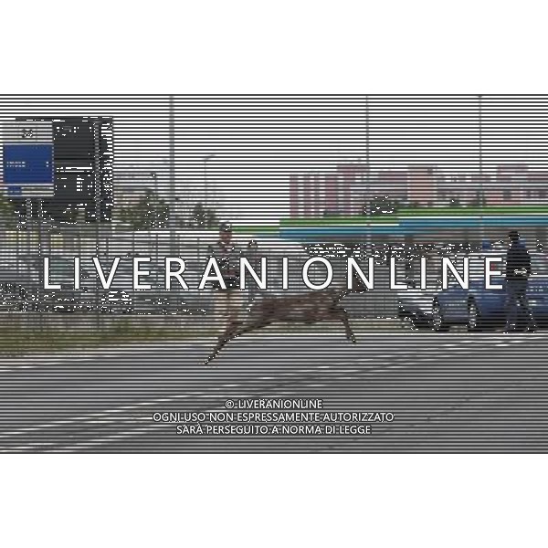 3/4/2012 Capriolo Liberato dai Guardiacaccia foto gianni sanna -ag aldo liverani sas