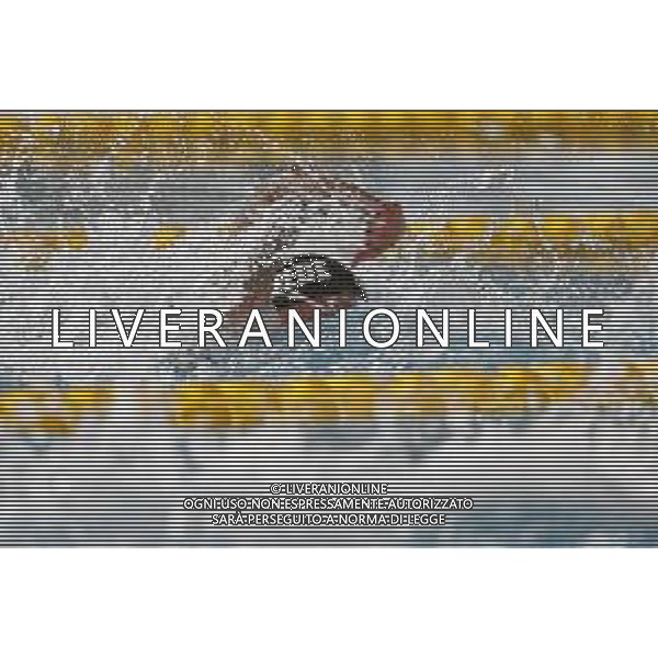 Riccione - Campionato Italiano Assoluto di Nuoto UnipolSai 12/04/2018 nella foto: Federica Pellegrini ©Claudio Zamagni/Agenzia Aldo Liverani