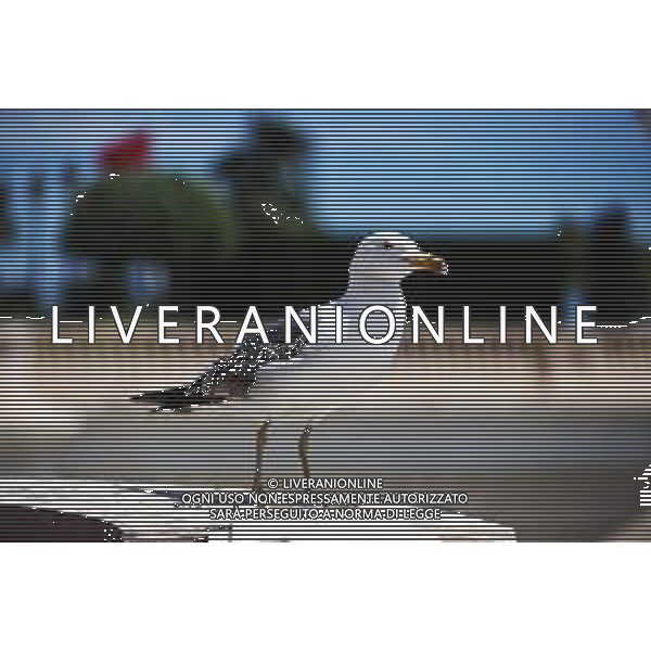 A seagull. 23.05.2018. Formula 1 World Championship, Rd 6, Monaco Grand Prix, Monte Carlo, Monaco, Preparation Day. / AGENZIA ALDO LIVERANI SAS -ITALY ONLY EDITORIAL USE ONLY
