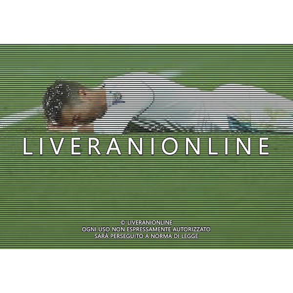 UEFA Champions League 2017/2018 Finale Kiev (Ucraina) - 26.05.2018 Real Madrid-Liverpool Nella Foto:Ronaldo Cristiano /Ph.Vitez-Ag. Aldo Liverani