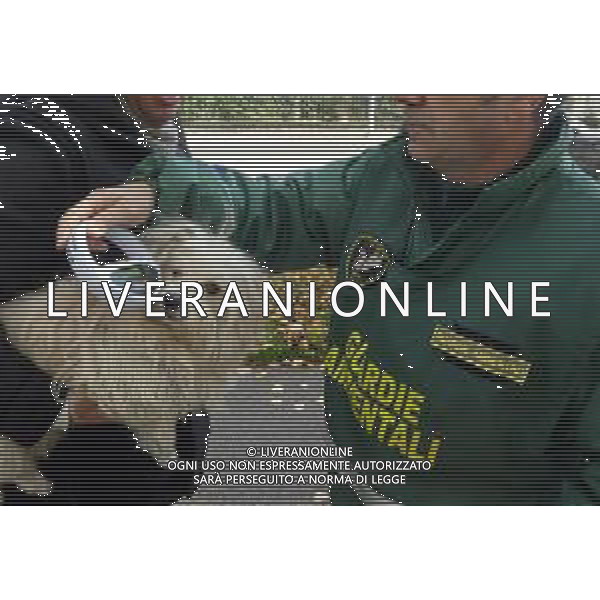 IMOLA FOTOARCIVIO GUARDIE AMBIENTALI CONTROLLANO I MICROCHIP AI CANI FOTO GIANNI SANNA-AG ALDO LIVERANI SAS