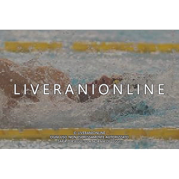 Genova 45° Trofeo Nico Sapio Genova (Italia) - 09.11.2018 45° Trofeo Nico Sapio Nella Foto: Nicola Turrini /Ph.Cebrelli-Ag. Aldo Liverani