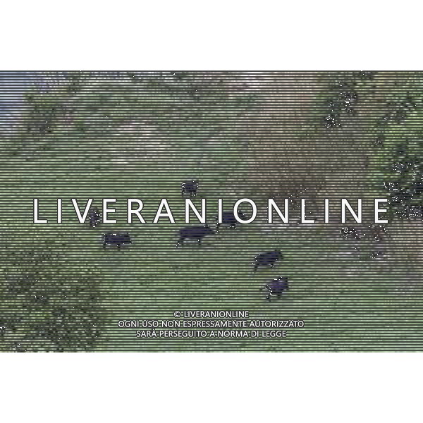 RIMINI 18/11/2018 - Cinghiali sulle colline Riminesi nella foto: un gruppo di cinghiali ©Claudio Zamagni/Agenzi Aldo Liverani s.a.s. / AGENZIA ALDO LIVERANI SAS
