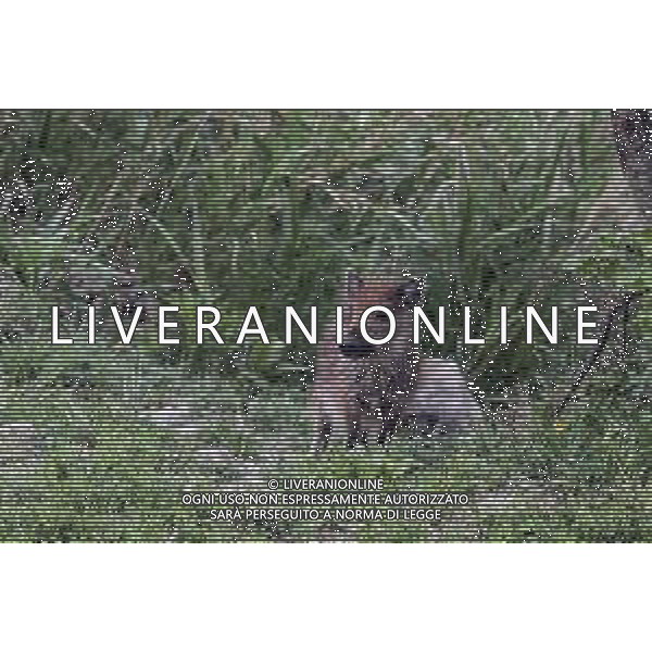 RIMINI 18/11/2018 - Cinghiali sulle colline Riminesi nella foto: un cucciolo di cinghiale ©Claudio Zamagni/Agenzi Aldo Liverani s.a.s. / AGENZIA ALDO LIVERANI SAS