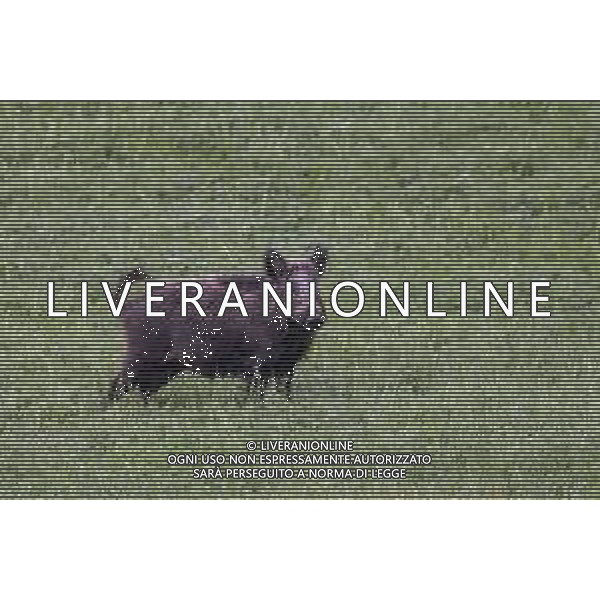 RIMINI 18/11/2018 - Cinghiali sulle colline Riminesi nella foto: una femmina di cinghiale ©Claudio Zamagni/Agenzi Aldo Liverani s.a.s. / AGENZIA ALDO LIVERANI SAS