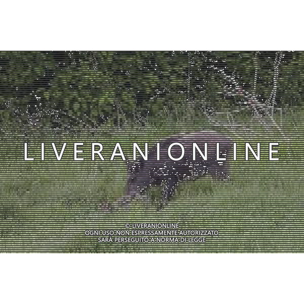 RIMINI 18/11/2018 - Cinghiali sulle colline Riminesi nella foto: una femmina con il cucciolo ©Claudio Zamagni/Agenzi Aldo Liverani s.a.s. / AGENZIA ALDO LIVERANI SAS