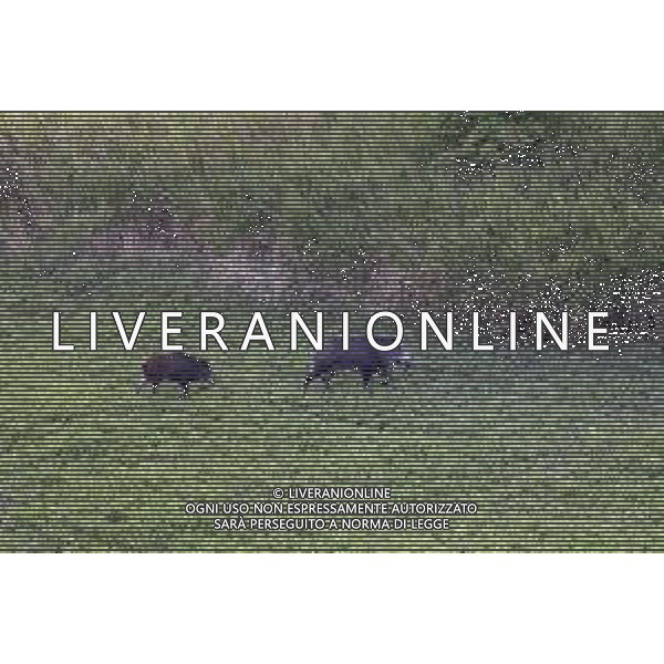 RIMINI 18/11/2018 - Cinghiali sulle colline Riminesi nella foto: due cinghiali in un campo ©Claudio Zamagni/Agenzi Aldo Liverani s.a.s. / AGENZIA ALDO LIVERANI SAS