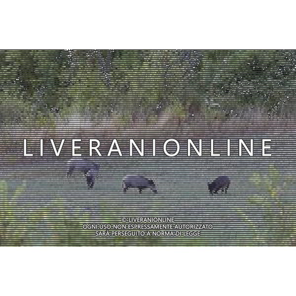 RIMINI 18/11/2018 - Cinghiali sulle colline Riminesi nella foto: cinghiali con la muta estiva ©Claudio Zamagni/Agenzi Aldo Liverani s.a.s. / AGENZIA ALDO LIVERANI SAS