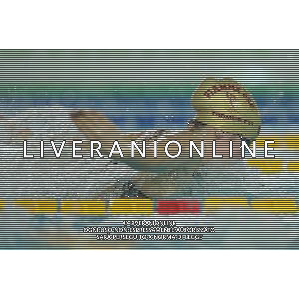 Campionato Italiano Open di nuoto vasca corta 25m Riccione (RN) - 01.12.2018 Nella Foto:Trombetti Luisa /Ph.Vitez-Ag. Aldo Liverani